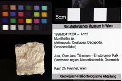 Foto (Objket + Etiketten) von Munitheites sp. 